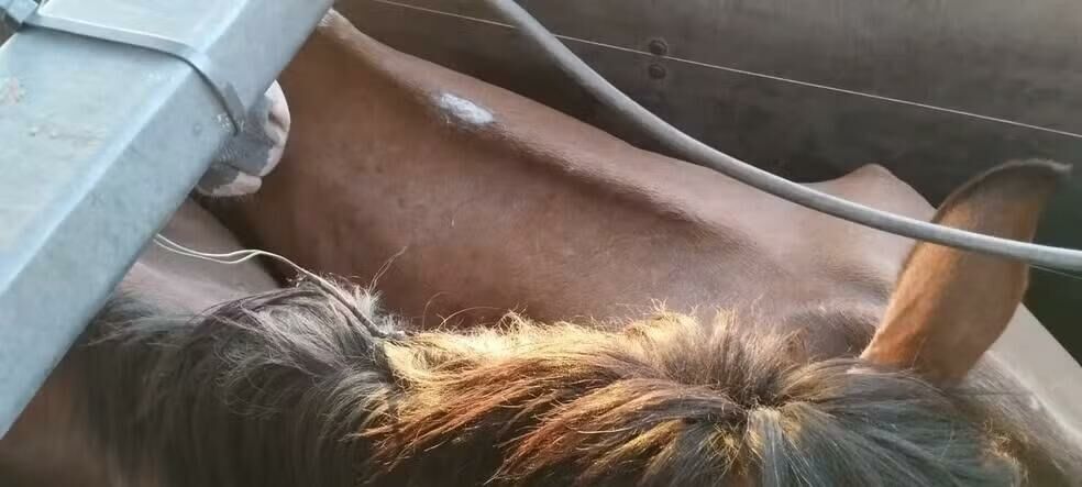 Imagem de compartilhamento para o artigo Homem é preso com 27 cavalos que seriam usados para fabricar mortadela no Paraguai da MS Todo dia